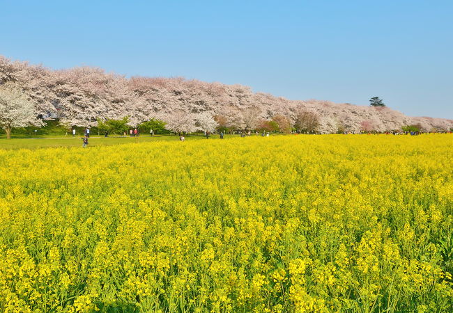 権現堂桜堤