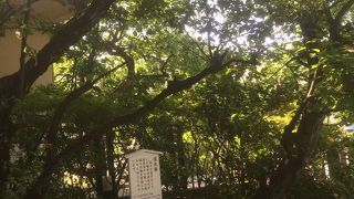 木陰が良い感じ