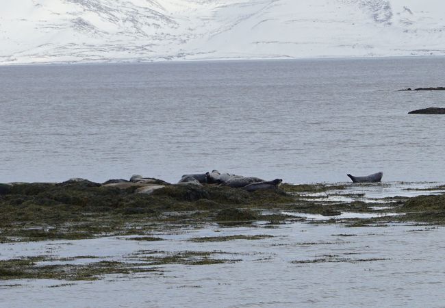 Seal lookout