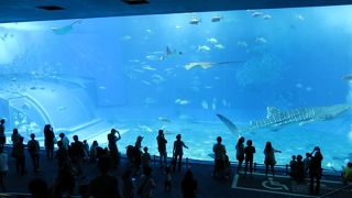 テッパン中のテッパン