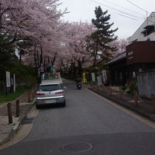 春の桜は見事