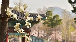 ソウルの桜の名所
