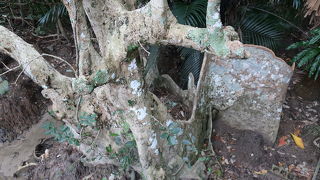 板根が見られる