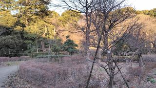 四季の移り変わりを感じられるたいへん素晴らしい公園