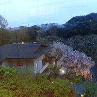 ホテルの庭園のしだれ桜です。