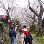 山桜が。