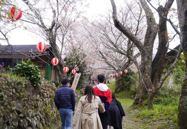 山桜が。