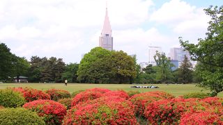 新宿御苑からかっこよく見られます