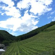 急斜面のワイン畑にびっくり！