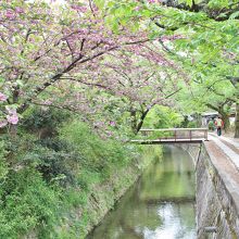 ここにも八重桜が