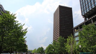 イチョウ並木の新緑が綺麗