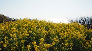 早咲きの菜の花