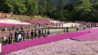 ピークは過ぎていたが．．．ＧＷの羊山公園・芝桜の丘