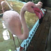 フラミンゴ