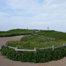 花のピークは過ぎている