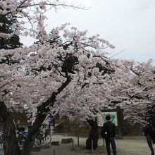 園内の桜です