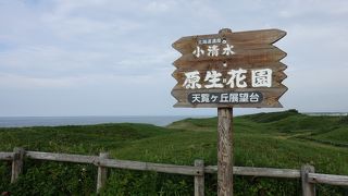 8月は花が少ない