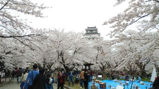さくら祭り開催中で大勢の人出
