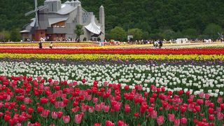 チューリップフェア2019は感動モノの美しさ！