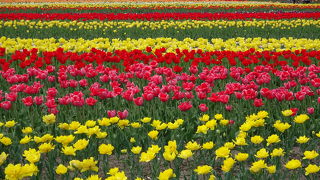 開催時には多種多様なチューリップを見ることができます。もう感激ものです。