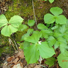 エンレイソウと言うのだそうです。