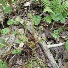 シダ植物も生えていました