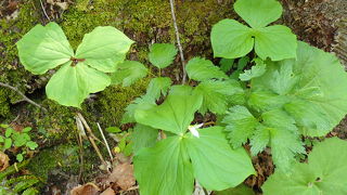 森林の中は過ごしやすかったです。