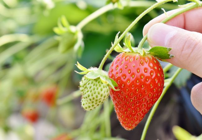 日光花いちもんめ クチコミ アクセス 営業時間 鬼怒川温泉 フォートラベル