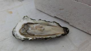 鮮魚の種類豊富