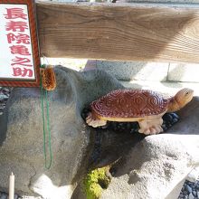 長寿院亀之助です