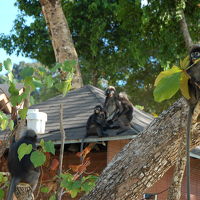 ビーチにやって来た猿