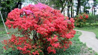 ツツジが綺麗でした