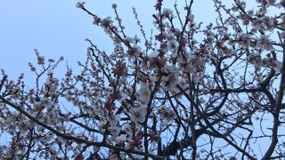 天満宮の梅園