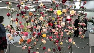 横浜バラ展