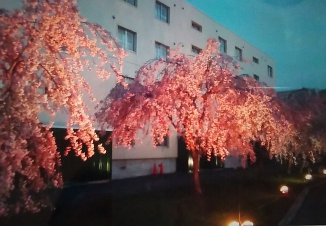 しだれ桜満開