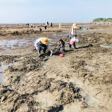 大潮で遠くまで潮がひき多くの人々がマテ貝を掘っていました