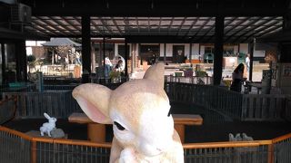 無料でウサギとふれあいができるスポット