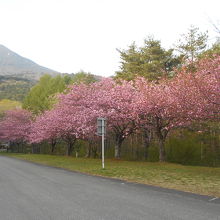 満開の八重桜と残雪の会津磐梯山
