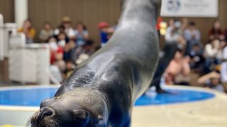 空飛ぶペンギンもいいけどアシカのショーも良いですよ