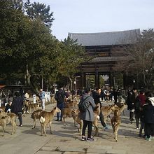 参道は「鹿せんべい」をねだる鹿だらけ。