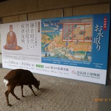 国立博物館にも鹿は見学に来ます・・・？？