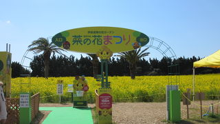 一面の菜の花・・・ 圧倒されて言葉を失います。しかし一面の菜の花を見ると頬が緩んで笑顔になってしまいます