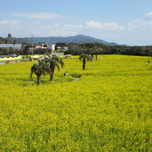 碧い海を見てからの黄色い菜の花畑も素晴らしい