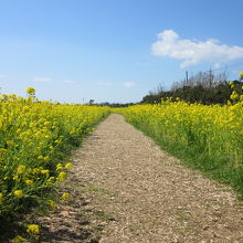 菜の花畑にある茶色の小路・・・これまた良い趣