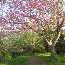 八重桜が咲いていました