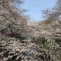 目黒川の桜　満開時期に見ることができました♪