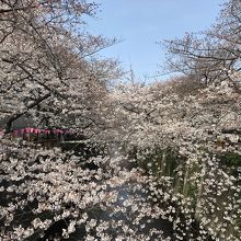 橋の上からの桜が絶景！