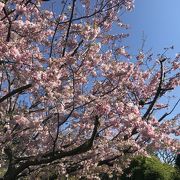 桜が綺麗 元町・中華街駅六番出口