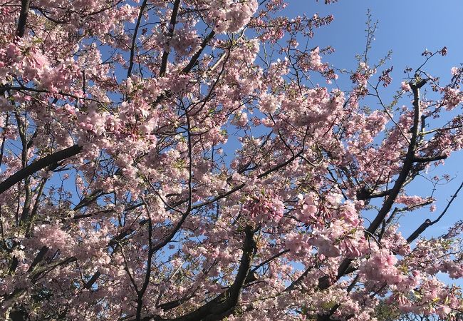 桜が綺麗 元町・中華街駅六番出口