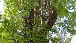 大銀杏の「お狐さま」を探してみよう